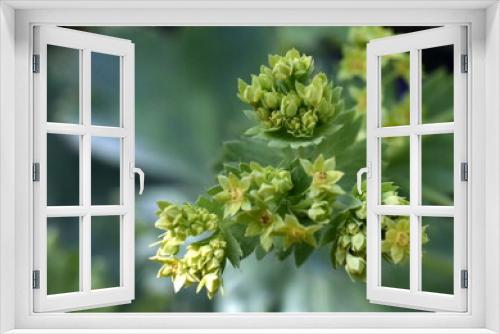 Fototapeta Naklejka Na Ścianę Okno 3D - Kleine Blüten und Blätter eines Frauenmantels