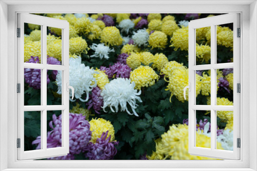 Fototapeta Naklejka Na Ścianę Okno 3D - Colorful bright flowers. Natural floral background.