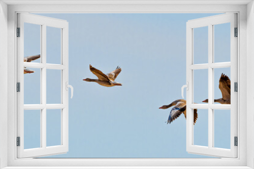 Fototapeta Naklejka Na Ścianę Okno 3D - Adult Grey Geese (Anser anser) Fly Together And Follow Their Leader in A Row