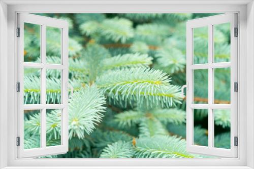 Fototapeta Naklejka Na Ścianę Okno 3D - close up of needles fir tree