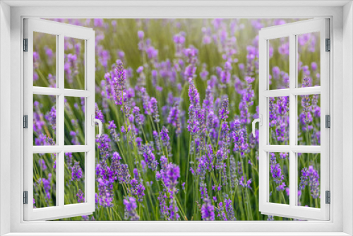 Fototapeta Naklejka Na Ścianę Okno 3D - purple lavender flower growing in a warm green summer garden in the rays of the sun