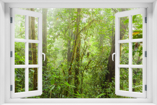 Fototapeta Naklejka Na Ścianę Okno 3D - Tropical cloud-forest in central Costa Rica