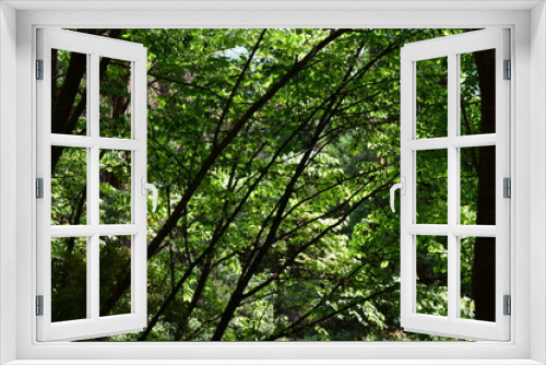 Fototapeta Naklejka Na Ścianę Okno 3D - 新緑と木漏れ日