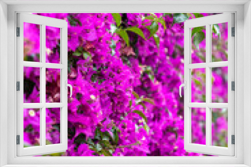 Fototapeta Naklejka Na Ścianę Okno 3D - Pink Purple Flowers Blooming Background
