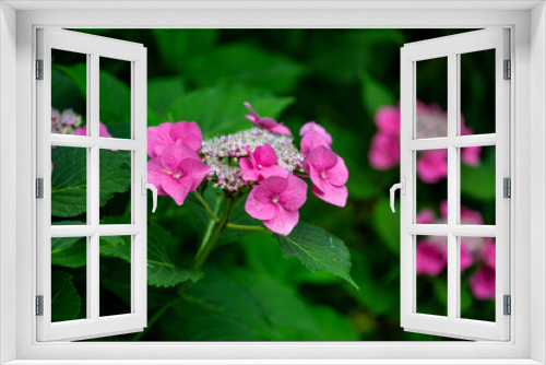 Fototapeta Naklejka Na Ścianę Okno 3D - Pink hydrangeas starting to flower.