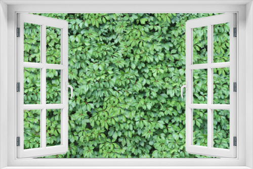 Fototapeta Naklejka Na Ścianę Okno 3D - Green Ivy Wall Texture