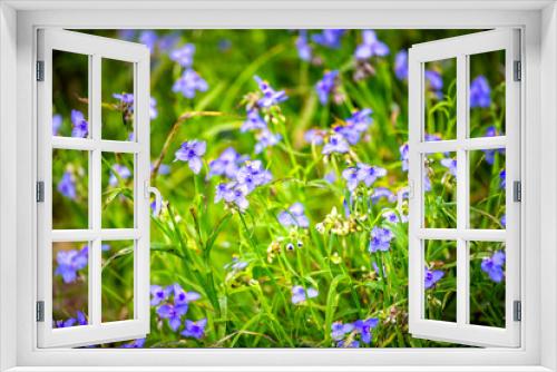 Fototapeta Naklejka Na Ścianę Okno 3D - Tradescantia occidentalis Spiderwort purple blue wildflowers with three petals flower in Paynes Prairie Preserve State Park in Gainesville, Florida