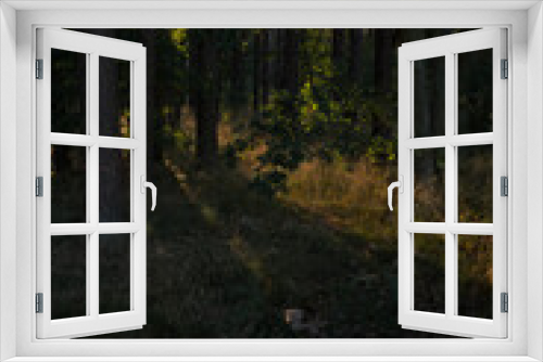 Fototapeta Naklejka Na Ścianę Okno 3D - Deutscher Wald mit Sonne 