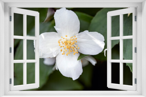 Fototapeta Naklejka Na Ścianę Okno 3D - tree blossom, nacka, sverige, sweden,sverige