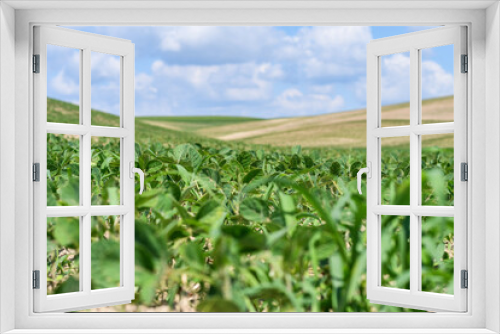 Fototapeta Naklejka Na Ścianę Okno 3D - Close up of soybean field with blue sky background. Copy space. Selective focus.