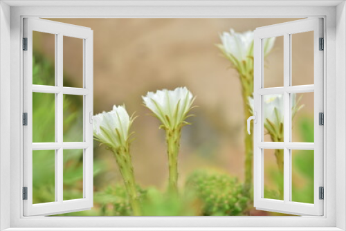 Fototapeta Naklejka Na Ścianę Okno 3D - Cactus flower green stem white flowers.