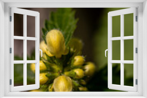 Fototapeta Naklejka Na Ścianę Okno 3D - Lamium galeobdolon flower in forest