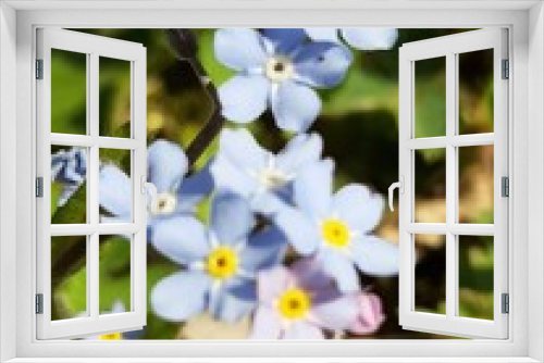 Fototapeta Naklejka Na Ścianę Okno 3D - spring blu flowers