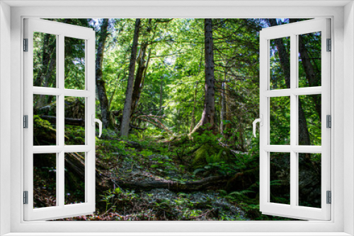 Fototapeta Naklejka Na Ścianę Okno 3D - Alpine forest in Austria. Fresh vibrant green with trees on a sunny summer day