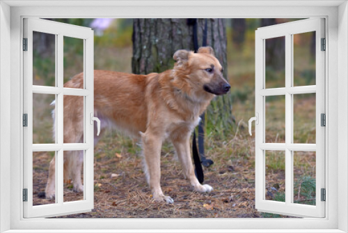 Fototapeta Naklejka Na Ścianę Okno 3D - ginger mongrel dog at animal shelter