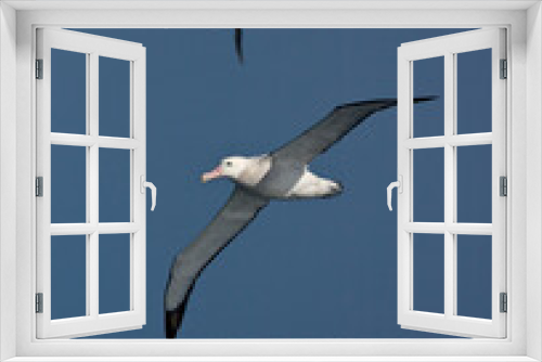 Fototapeta Naklejka Na Ścianę Okno 3D - Grote Albatros, Snowy (Wandering) Albatross, Diomedea (exulans) exulans