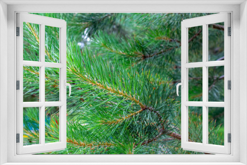 Fototapeta Naklejka Na Ścianę Okno 3D - pine branch with needles in the foreground with blurred background