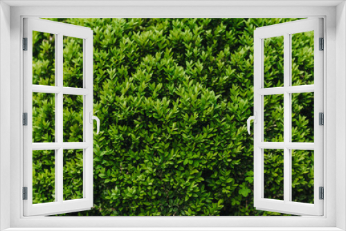 Fototapeta Naklejka Na Ścianę Okno 3D - Background, texture of a green plant with foliage on the branches. Evergreen boxwood. Nature photography.