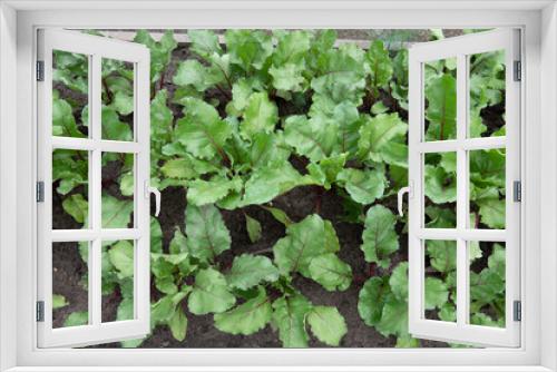 Fototapeta Naklejka Na Ścianę Okno 3D - field of sugar beet. Green leaves in garden