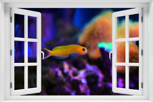 Fototapeta Naklejka Na Ścianę Okno 3D - Yellow Midas Blenny fish in coral reef aquarium tank