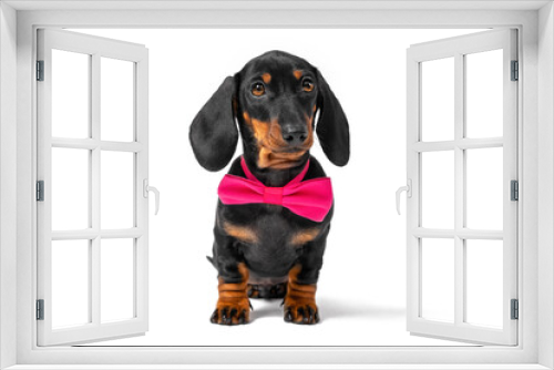 Fototapeta Naklejka Na Ścianę Okno 3D - Portrait of lovely obedient dachshund puppy wearing pink festive bow tie around neck sitting in anticipation, front view, isolated on white background.