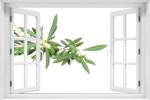 Fototapeta Naklejka Na Ścianę Okno 3D - Branch of  olive with fruits,  mediterranean olive tree, Olea europeana sylvestris  on white background