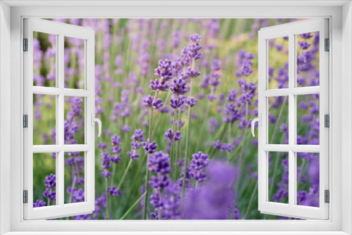 Fototapeta Naklejka Na Ścianę Okno 3D - Soft focus on lavender flowers.