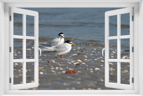 Fototapeta Naklejka Na Ścianę Okno 3D - Dwergstern, Little Tern, Sternula albifrons