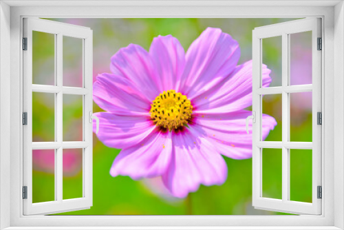Fototapeta Naklejka Na Ścianę Okno 3D - Bright cosmos flower in the flower garden