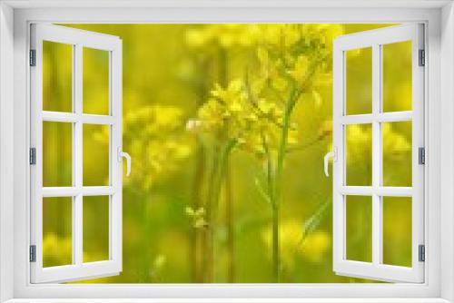 Fototapeta Naklejka Na Ścianę Okno 3D - Mustard field