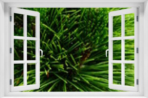 Fototapeta Naklejka Na Ścianę Okno 3D - Dwarf Pine
