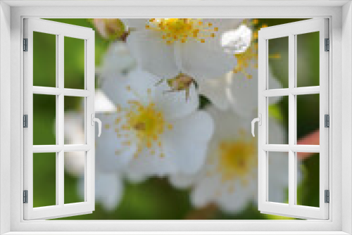 Fototapeta Naklejka Na Ścianę Okno 3D - White flowers of a wild rose in detail out in nature.