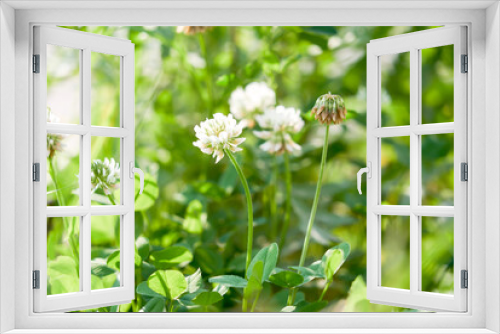 Fototapeta Naklejka Na Ścianę Okno 3D - white clover on a background of green grass, summer meadow