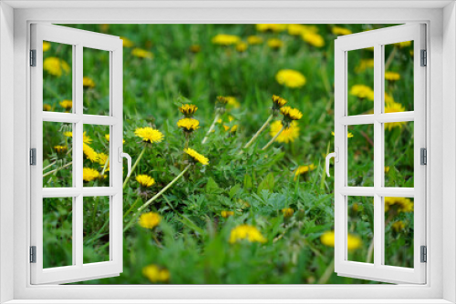 Fototapeta Naklejka Na Ścianę Okno 3D - yellow flowers on green grass
