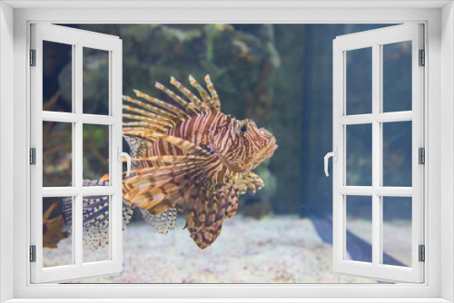 Fototapeta Naklejka Na Ścianę Okno 3D - Close up shot of Red lionfish swimming