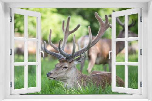 Fototapeta Naklejka Na Ścianę Okno 3D - Deer in Great Britain, UK