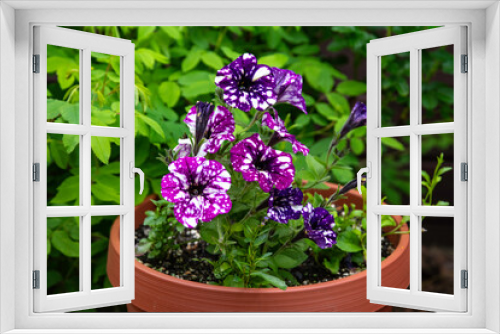 Fototapeta Naklejka Na Ścianę Okno 3D - Varied colors of petunias growing in pots in the garden