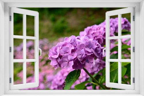 Fototapeta Naklejka Na Ścianę Okno 3D - 紫陽花