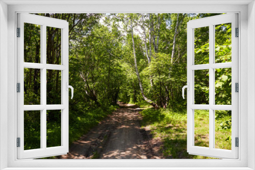 Fototapeta Naklejka Na Ścianę Okno 3D - A road in a dense forest on a sunny summer day.