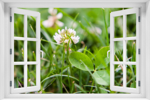 Fototapeta Naklejka Na Ścianę Okno 3D - Kwitnąca koniczyna w trawniku