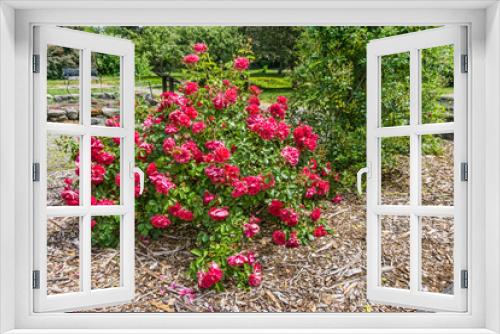 Fototapeta Naklejka Na Ścianę Okno 3D - Abundant Rose Bush