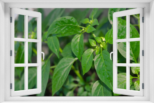 Fototapeta Naklejka Na Ścianę Okno 3D - Seedlings of hot indoor decorative pepper close-up. Young Saplings of hot indoor ornamental pepper.