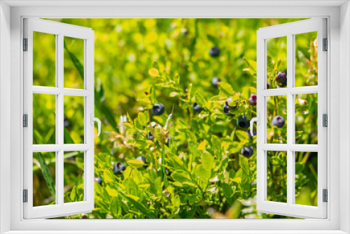 Fototapeta Naklejka Na Ścianę Okno 3D - Wild blueberries in various stages of ripening. Vaccinium myrtillus or bilberry in the bush growing high on mountain in Bosnia, Europe, during sunny summer day. Agricultural and pharmaceutical concept