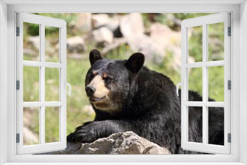 Fototapeta Naklejka Na Ścianę Okno 3D - ours noir americain