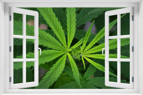 Fototapeta Naklejka Na Ścianę Okno 3D - Panorama Close-up of Marijuana leaves growing on plants Bushes of medical marijuana at dawn.Lush and healthy medical cannabis plant growing indoors.