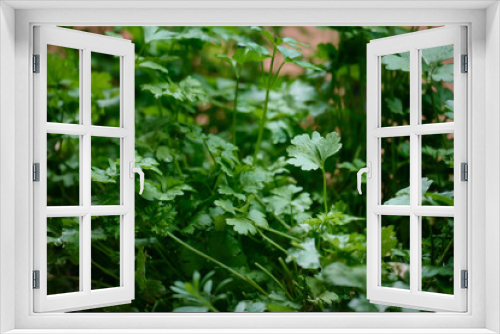 Fototapeta Naklejka Na Ścianę Okno 3D - Parsley grows at balcony flowerpots. Vegetable garden at home. Seasonal greenery grows at balcony flowerpots