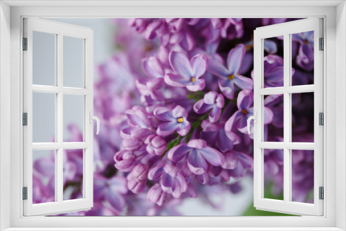 Fototapeta Naklejka Na Ścianę Okno 3D - Beautiful tender young spring flowers of lilac. Macro shot of small lilac flowers, spring background.