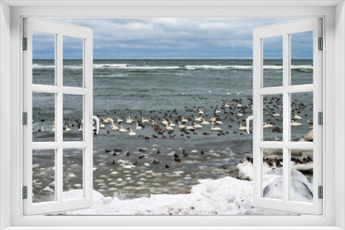 Fototapeta Naklejka Na Ścianę Okno 3D - Waterfowl in winter. Birds on the sea in winter. Swans and gulls in the sea in winter.
