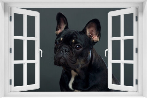 Fototapeta Naklejka Na Ścianę Okno 3D - Black French Bulldog