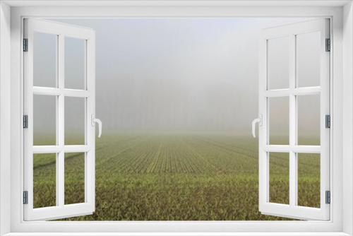 Fototapeta Naklejka Na Ścianę Okno 3D - Mystic scenery of a cloudy morning in the fields. 